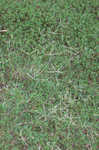 Bermudagrass